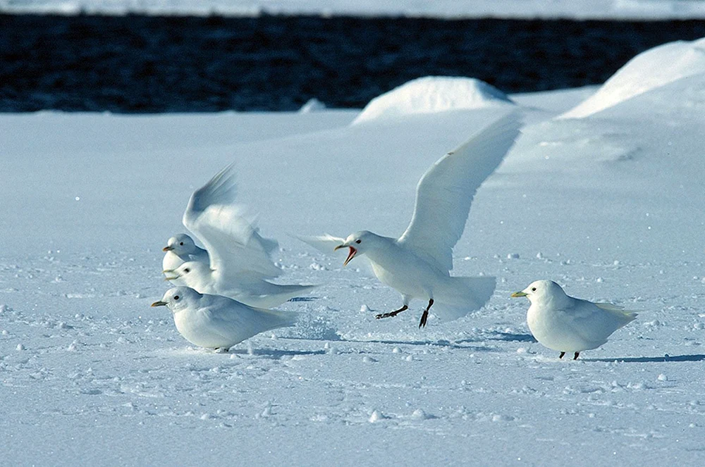 Schneesturmvogel in der Antarktis