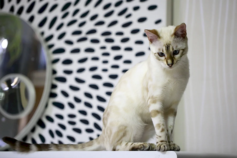 Bengal Katze weiß Lynx bengal