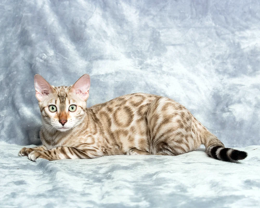 Bengal Katze Linx