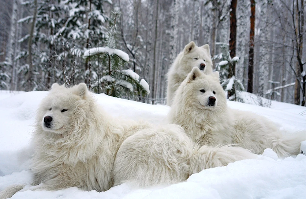 Nördliche Inuit weißer Hund