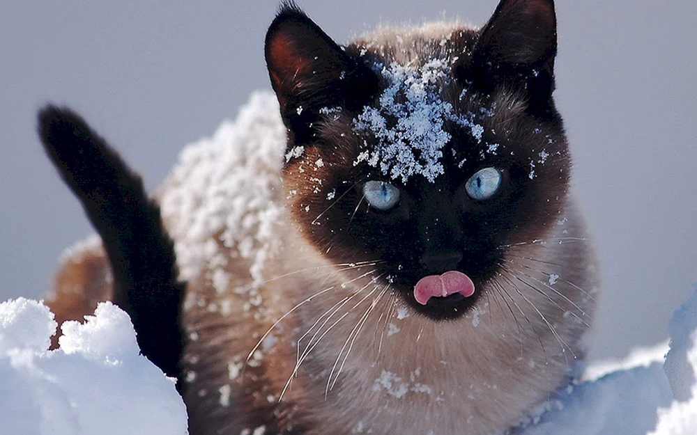 Schneekatze