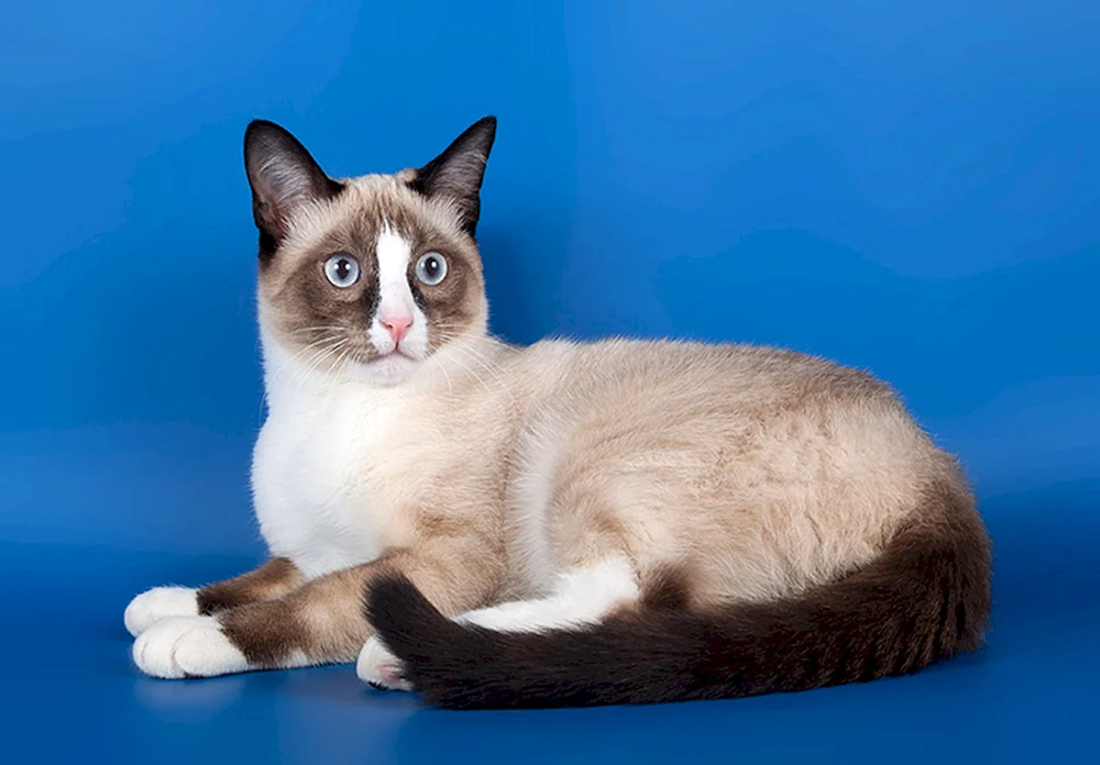 Tonkinese Katze