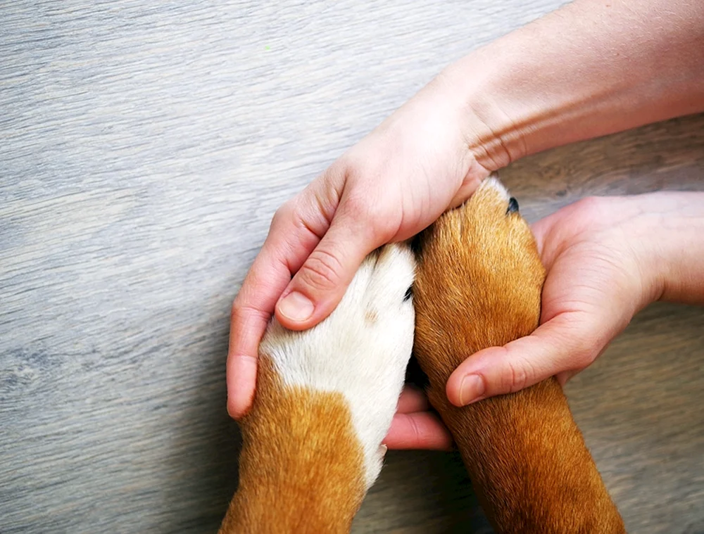 Hund und Pfote