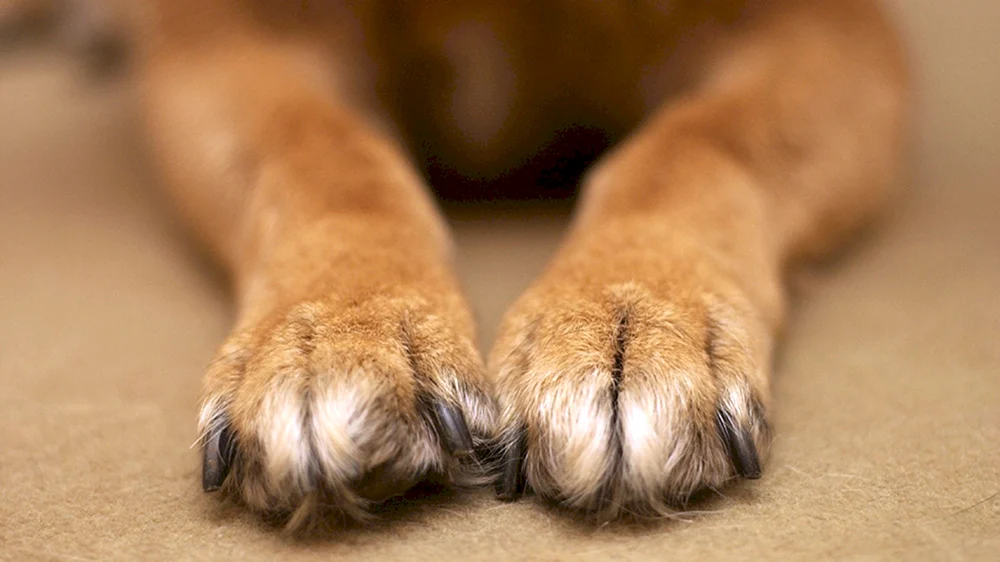Pfotenhunde