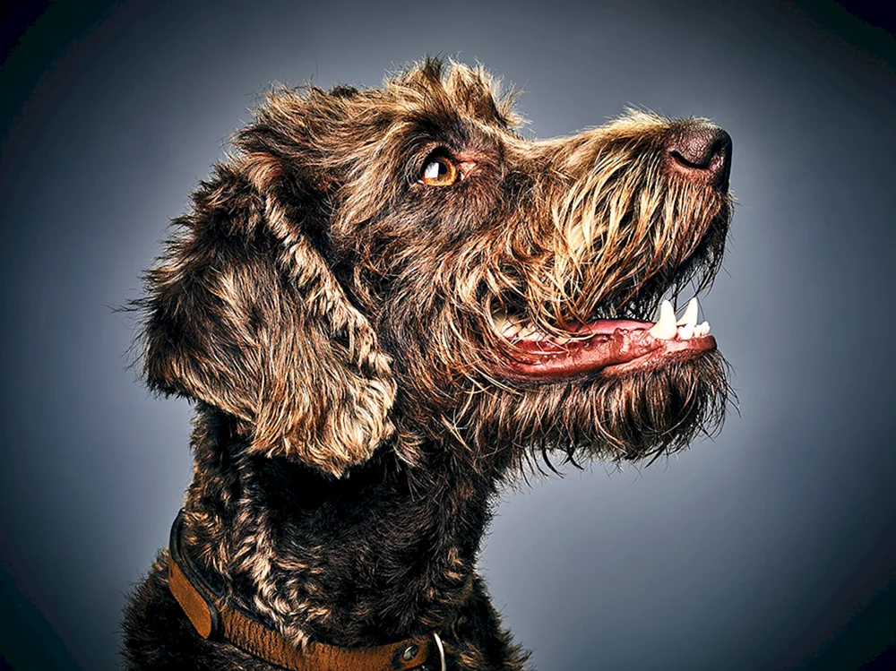 Hundegesicht