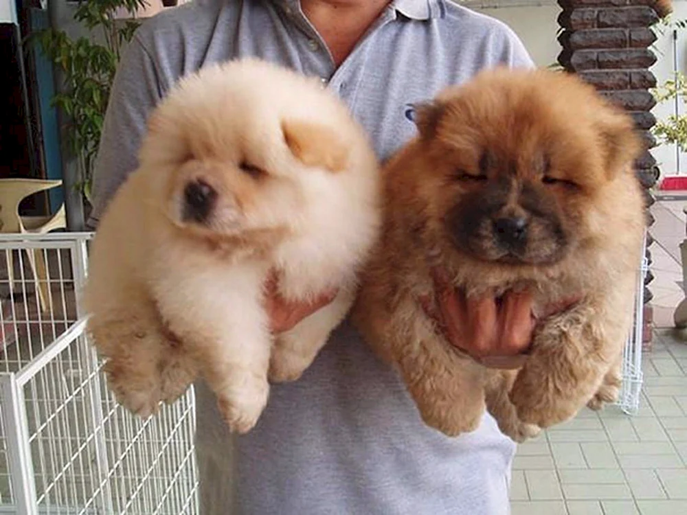 Hund chow chow