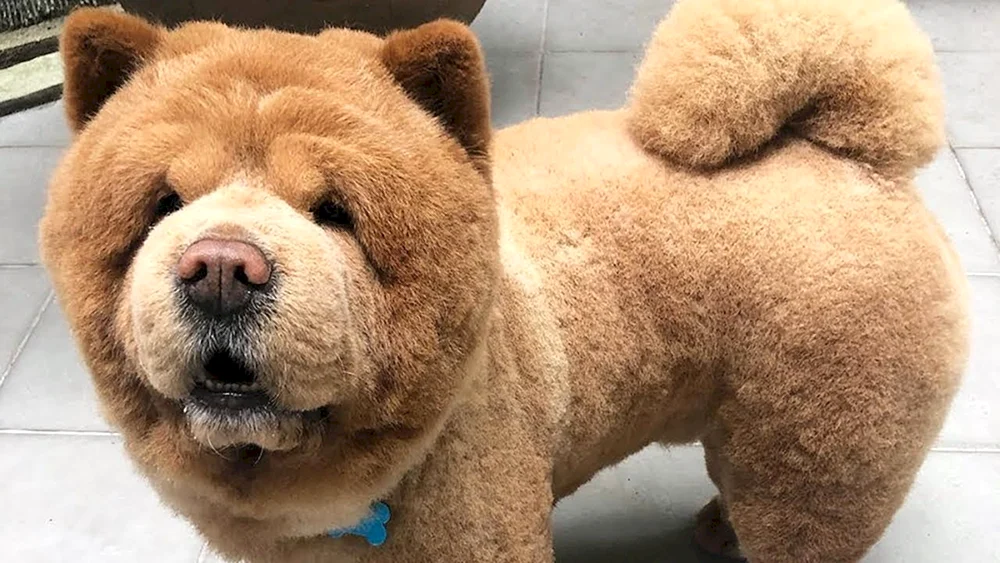 Cow-Hund BOO