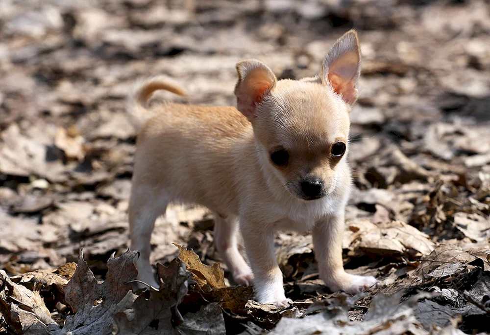 Hund Chihuahua