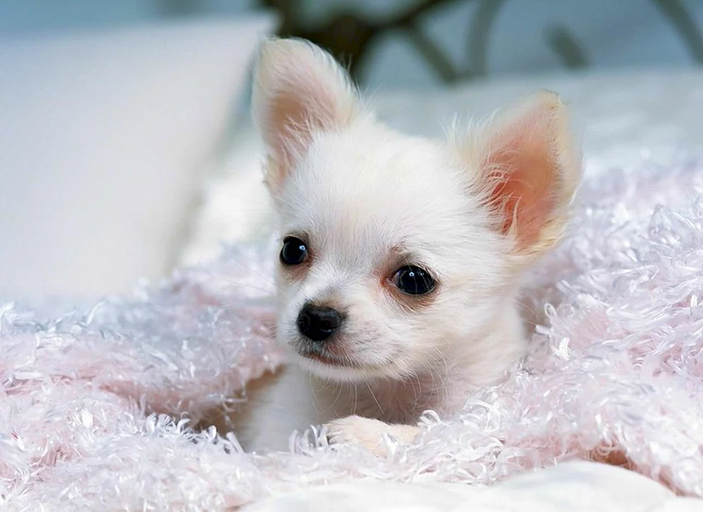 King Charles Spaniel klein