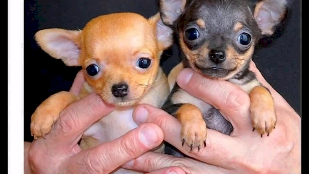 Chihuahua Hund