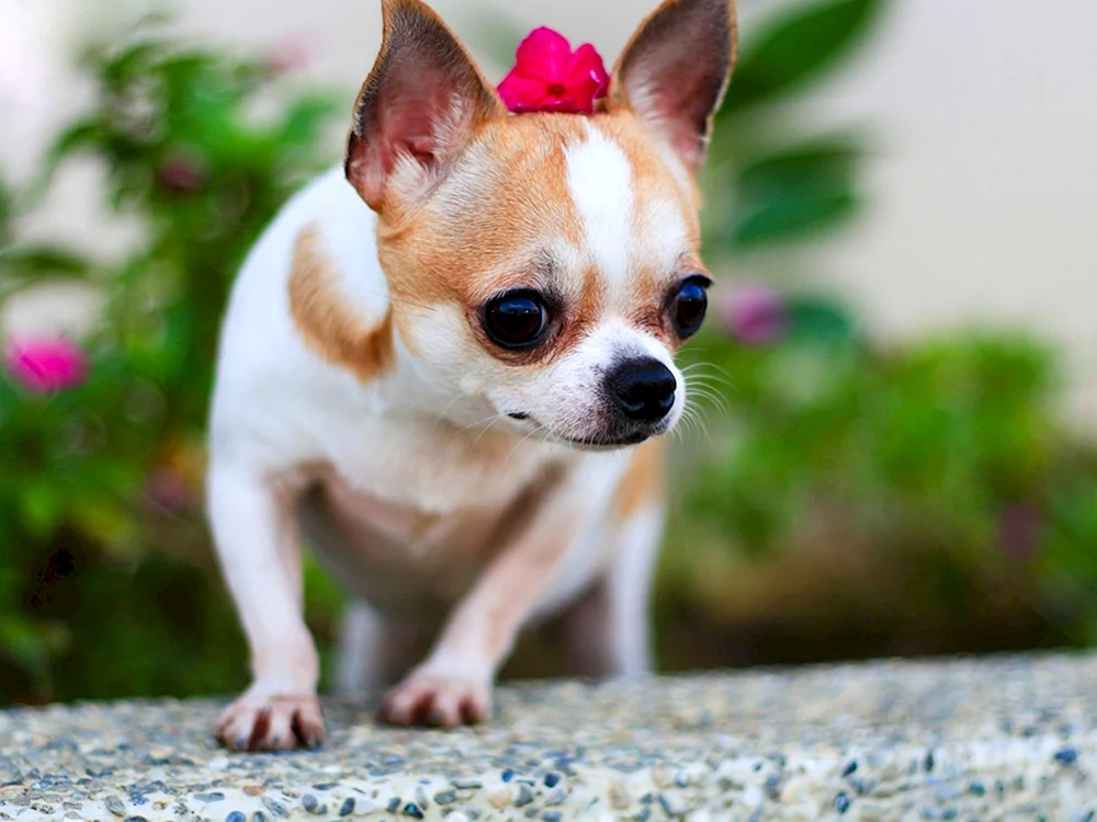 Pomeranian Terrier