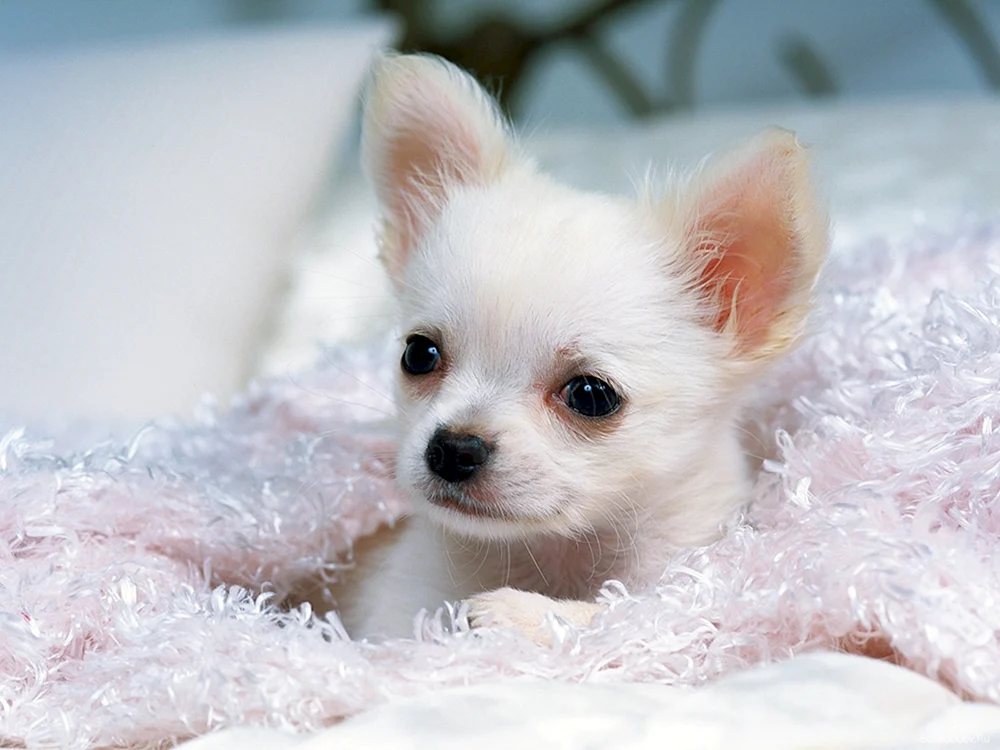 Pomeranian spitz BOO