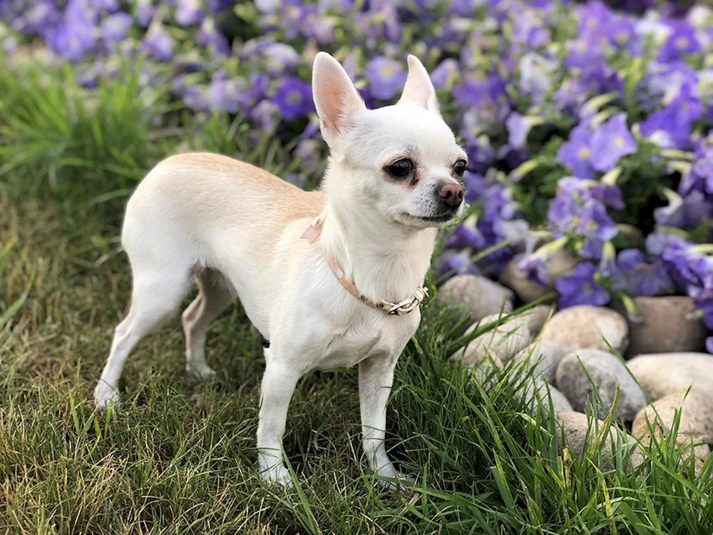 Chihuahua kurz-haarig