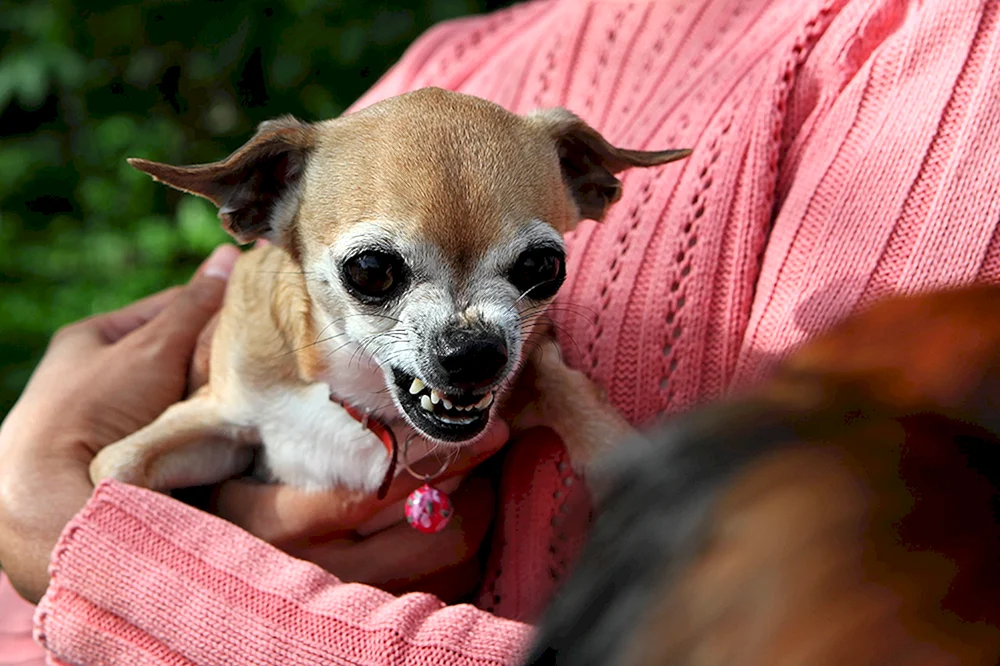 Chihuahua Hund