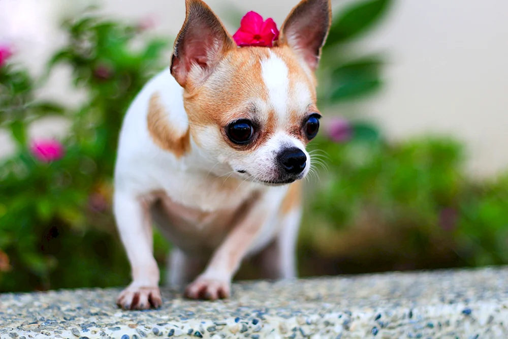 Kleiner Hund