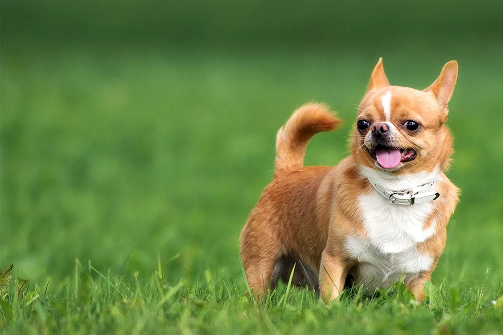 Yoricka Chihuahua