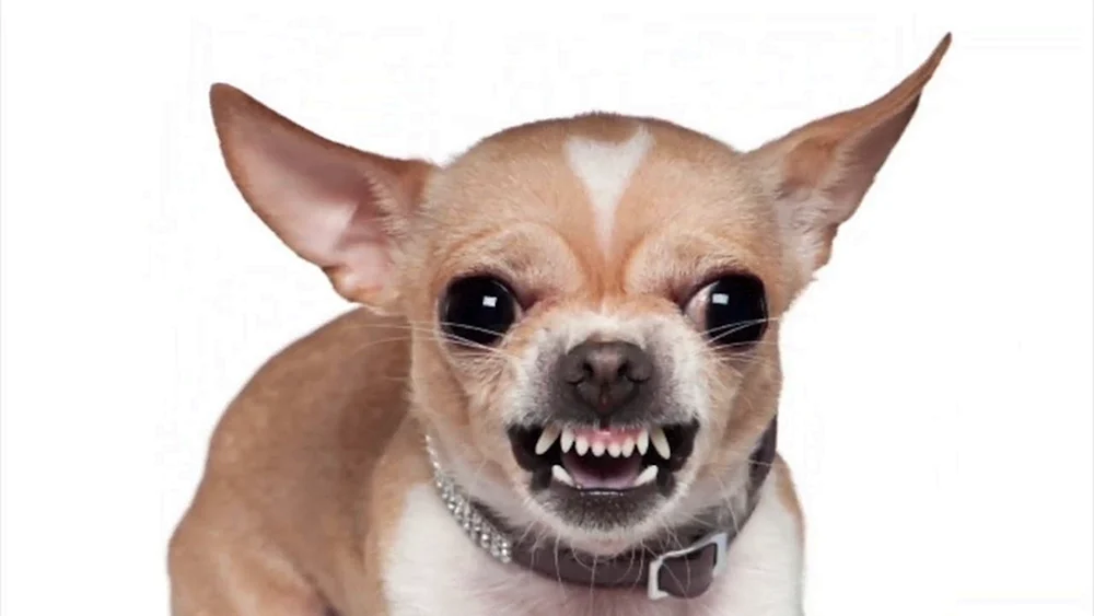Chihuahua verdächtig