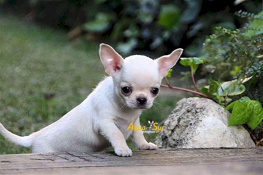 Chihuahua kurzhaarig