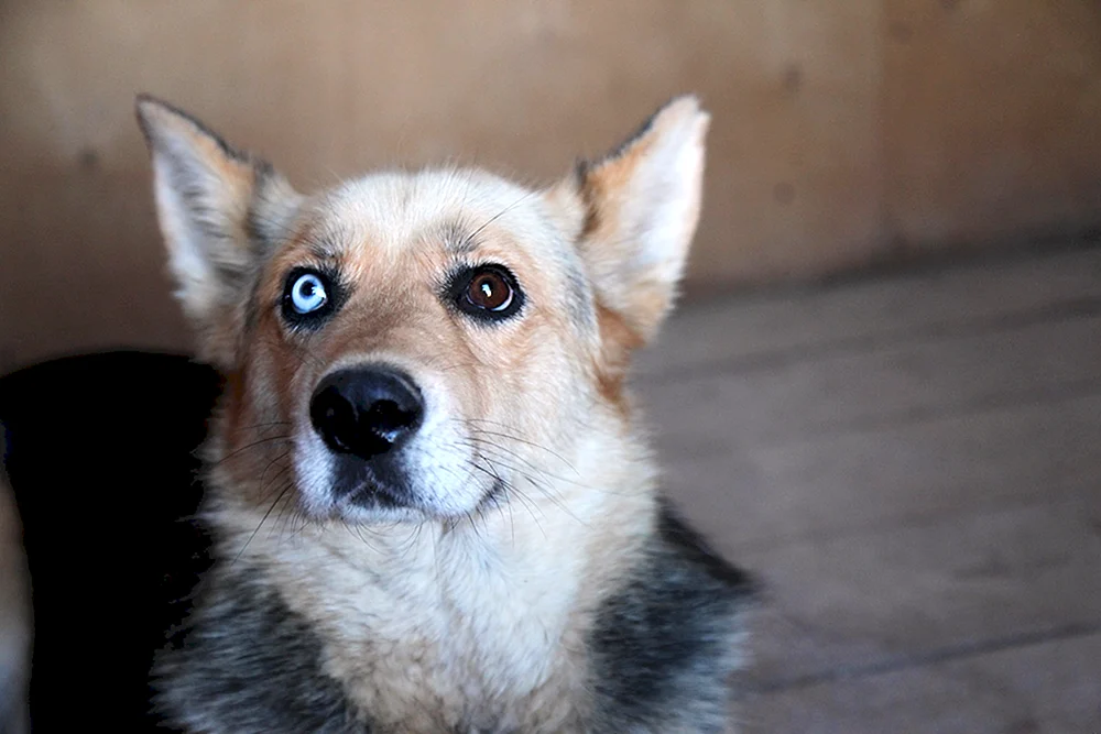 Mischlingshund