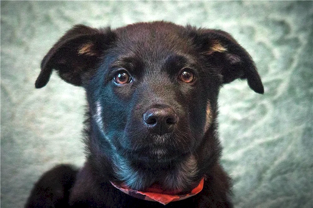 Terrier Mischlingshund
