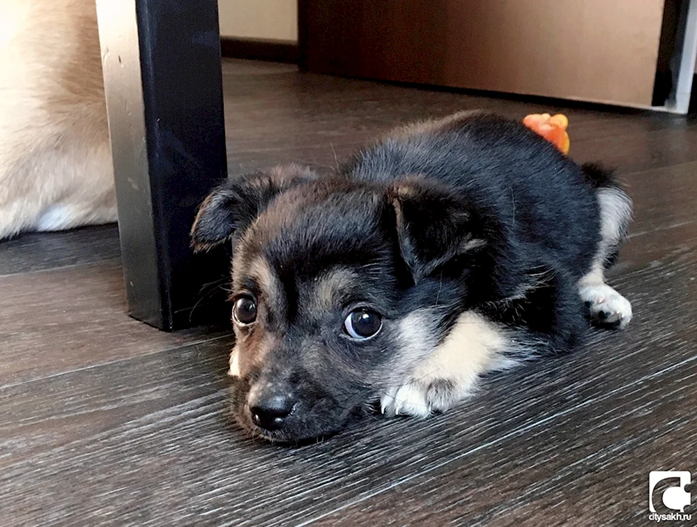 Hündchen Mischling
