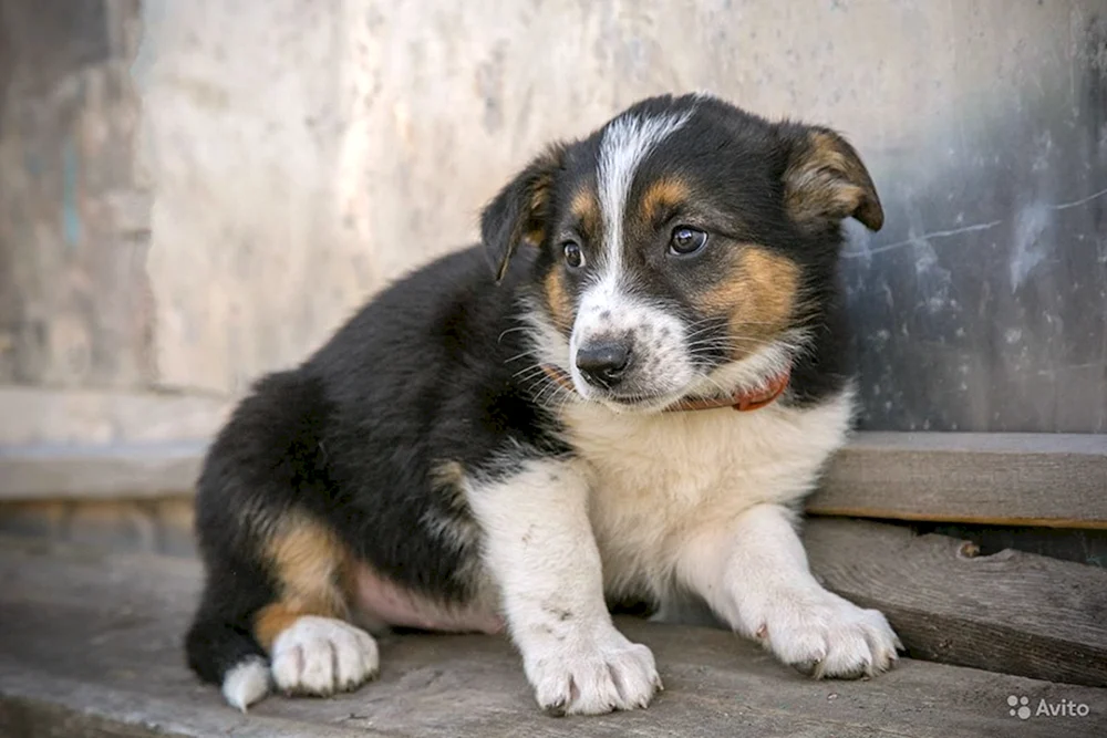 Kleiner Mischlingshund