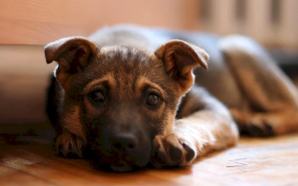 Mischling Terrier