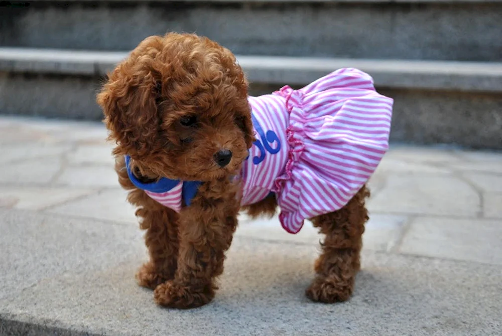 Zwerghund Maltipoo