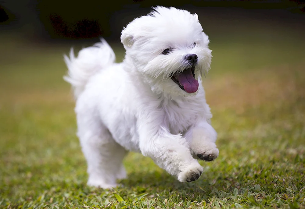 Bichon Frise