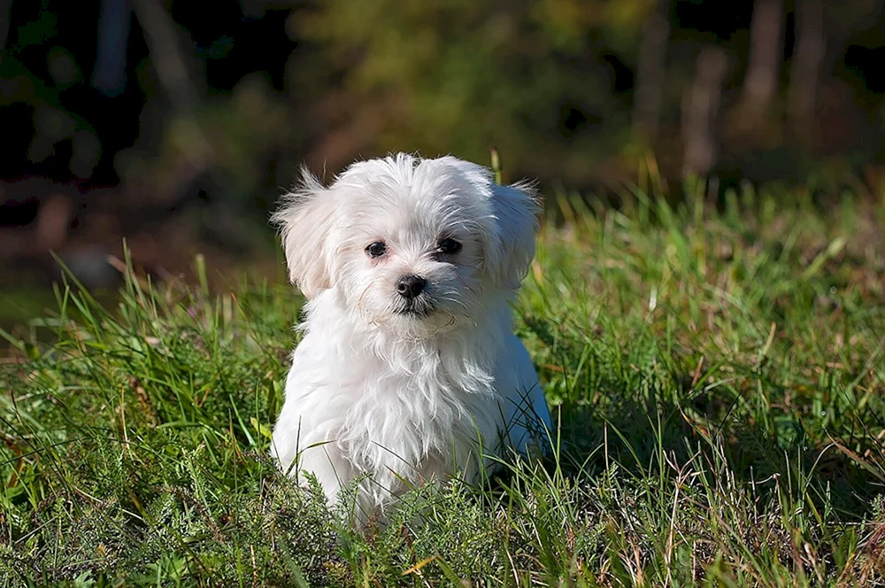 Bichon Bolognese