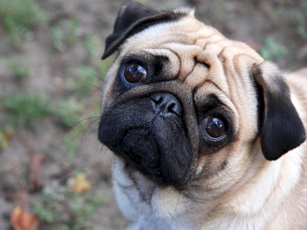 Mops Hund