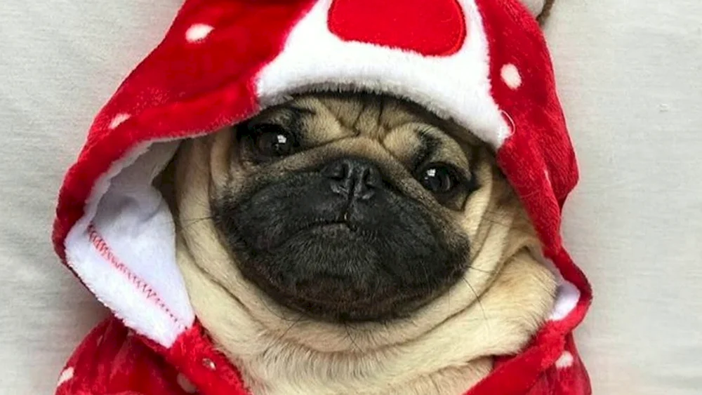 Mops