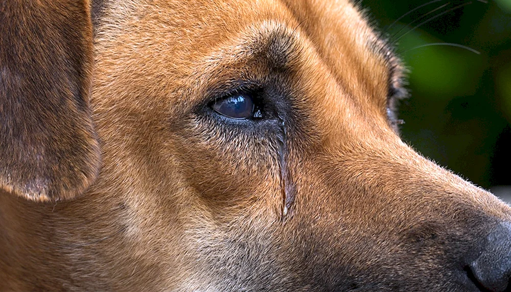 Hund weinend