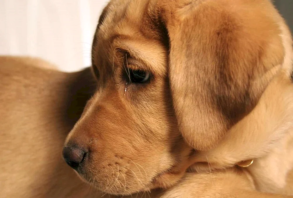 Hund weinend