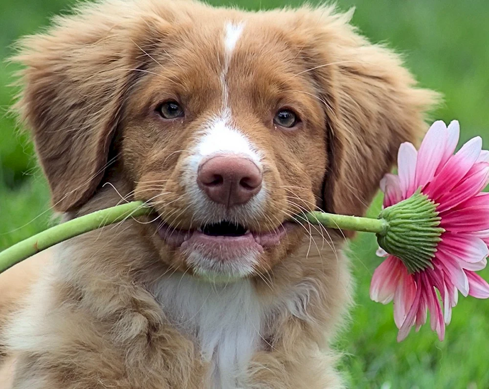 Hund mit Blumen