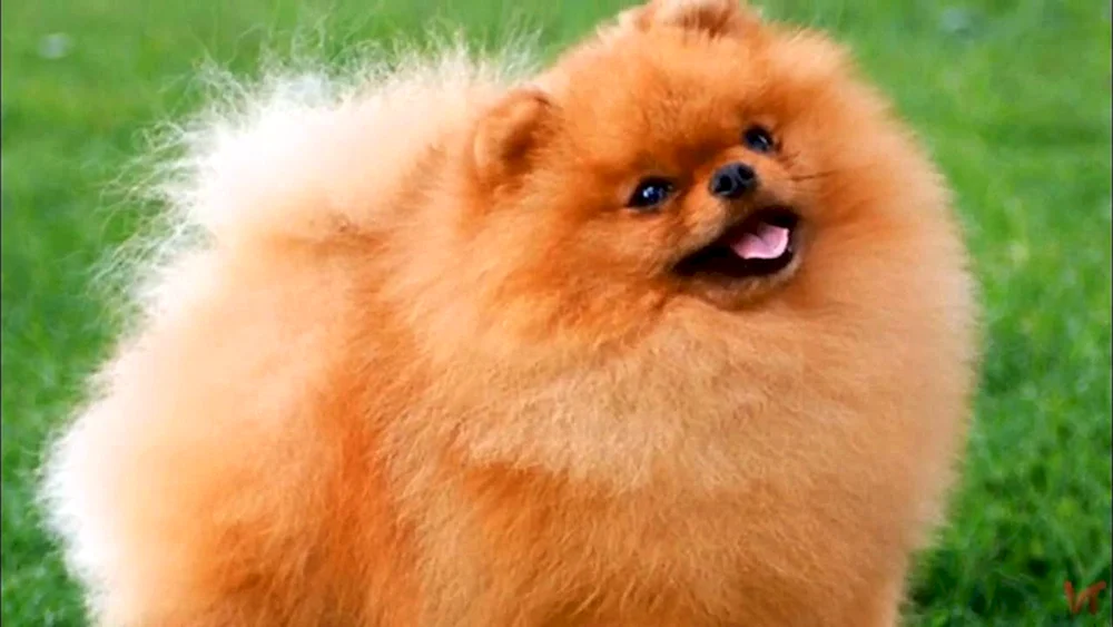 Zwergspitz Fluffy
