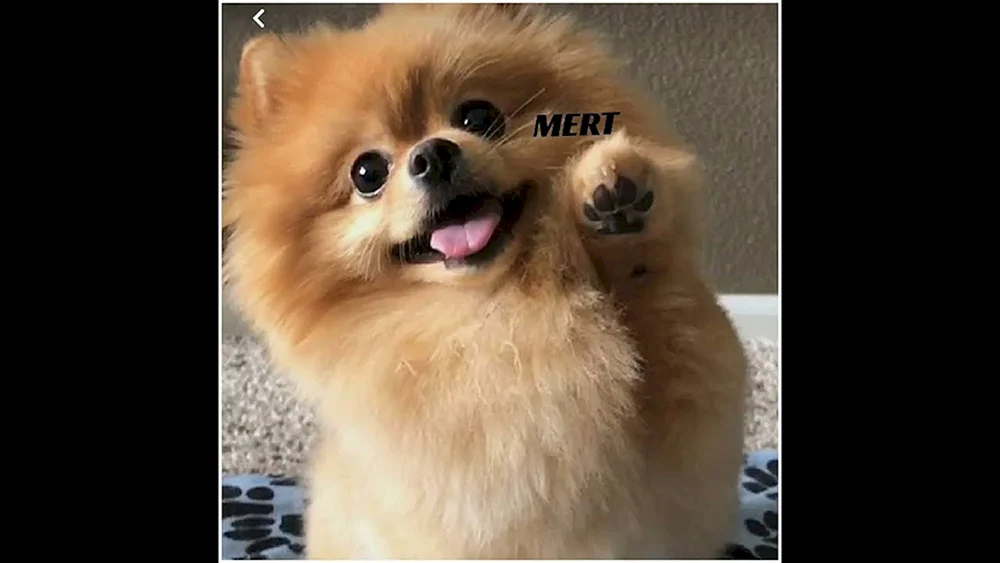 Pommerscher Spitz. Spitz Weiß