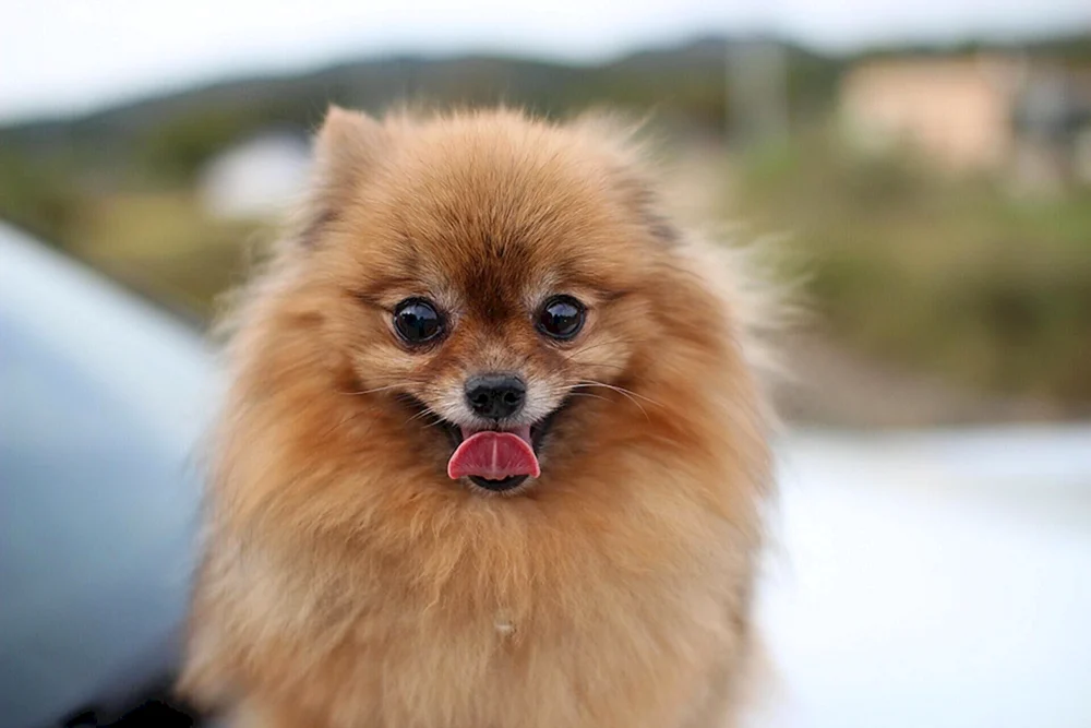Pomeranian Spitz Poo