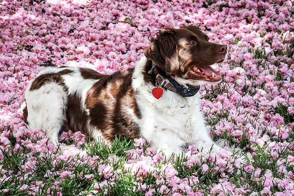 Hund mit Blumen