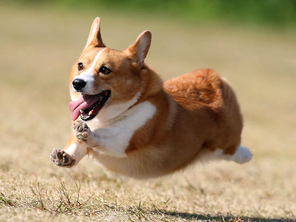 Corgi