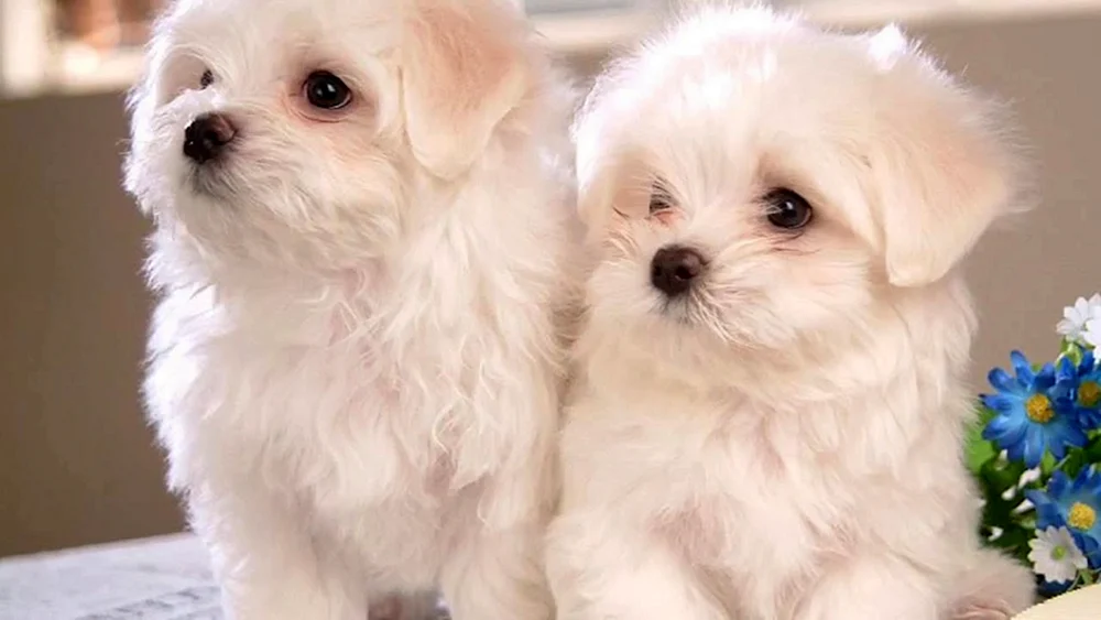 Pomeranian Spitz jiffpom