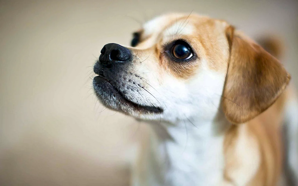 Süßer Hund Chihuahua