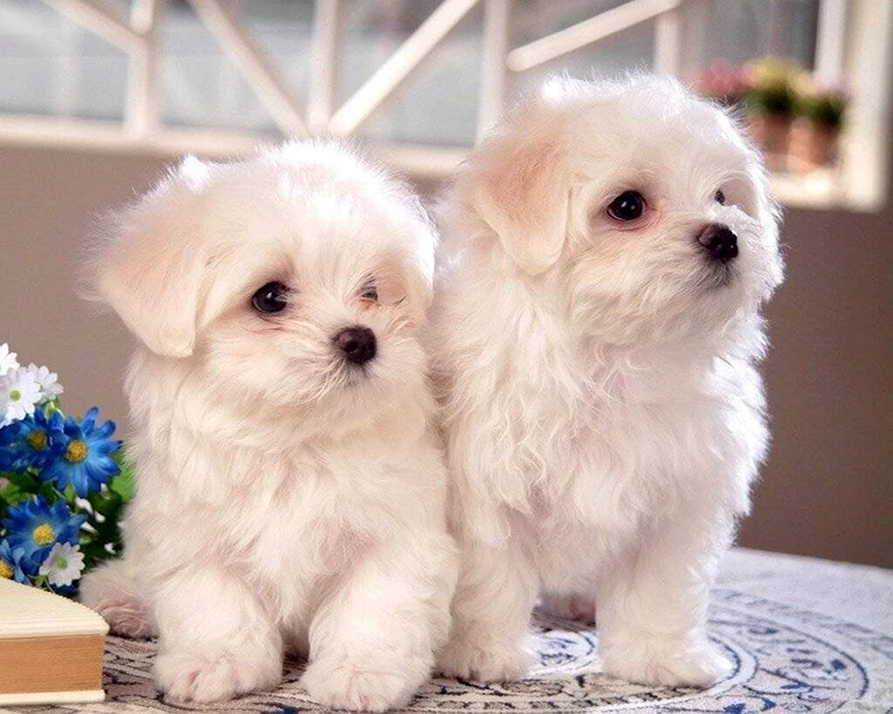 Scoop Dogs Yorkshire Terrier
