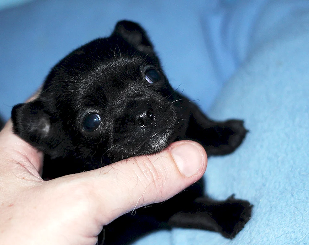 Chihuahua schwarz gefleckt