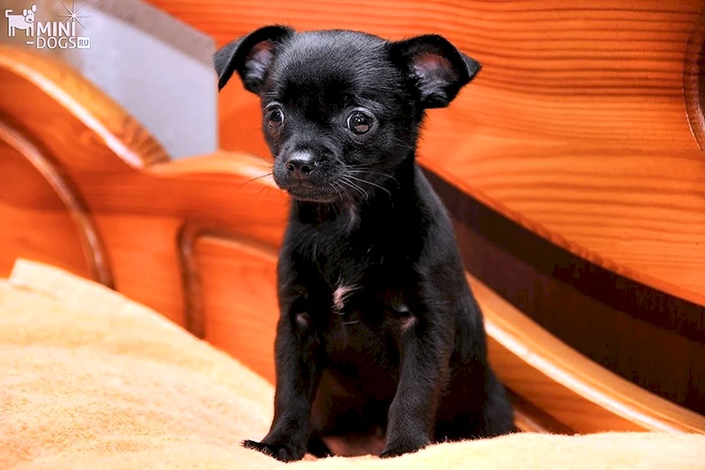 Chihuahua schwarz mit weißem Langhaar