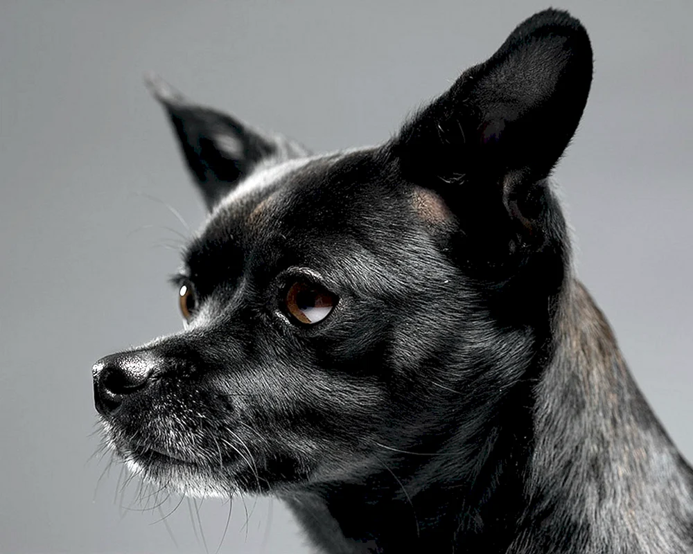 Chihuahua schwarz schwarz-weiß langhaarig