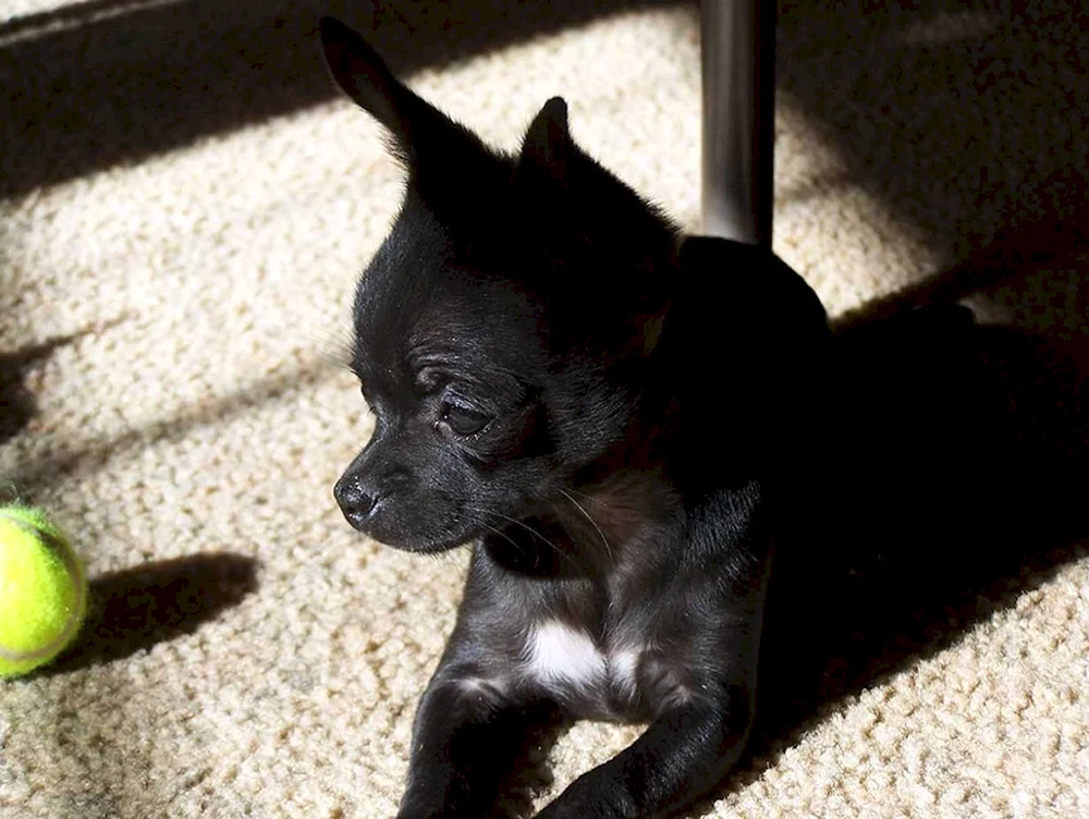 Chihuahua schwarz glatthaarig