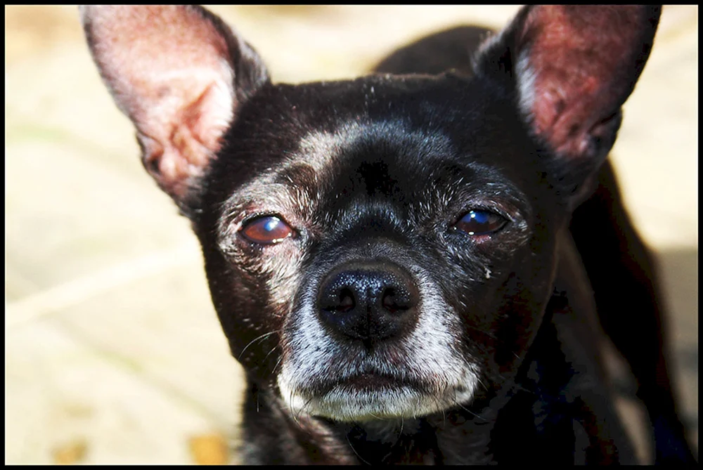 Chihuahua Thaiköttchen