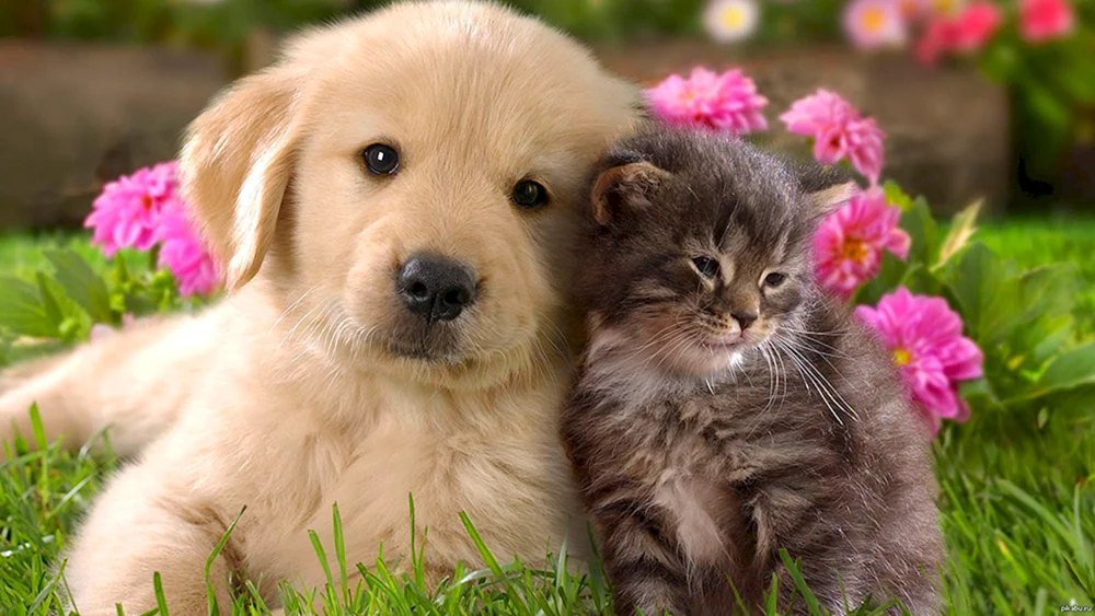 Tiere