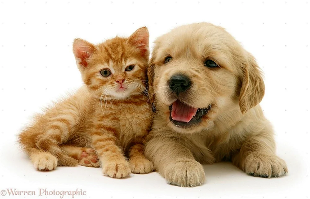 Hunde und Katzenbabys. Kätzchen